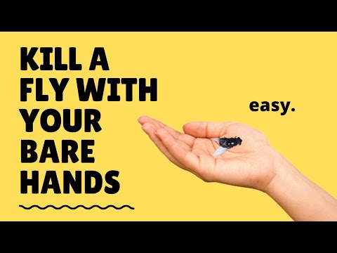How to KILL a FLY with your BARE HANDS.