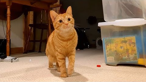 Cats are the cutest when they do this