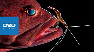 D2U club - Дайвінг клуб - Підводний макро всесвіт - Креветка чистильник - Scarlet Striped Shrimp