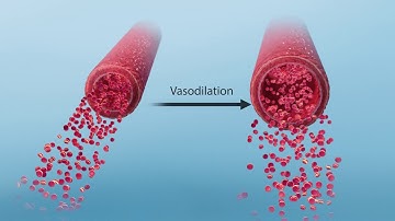 Blood Flow & Vascular Resistance