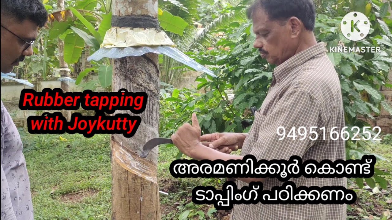 (72)(jebong) ജെബോങ് കത്തി കൊണ്ടുള്ള ടാപ്പിംഗ് പഠിപ്പിക്കുന്ന രീതി