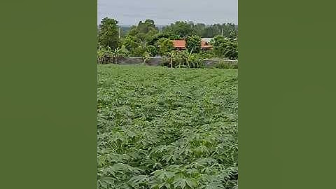 Bán đat xã suối rao huyện châu Đức