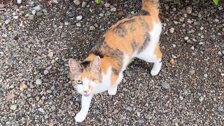 ミー子めっちゃ喋るんだけどwww