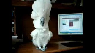 Попугай металлист. Прикол на любительскую видеокамеру Попугай металлист. Прикол на любительскую видеокамеру