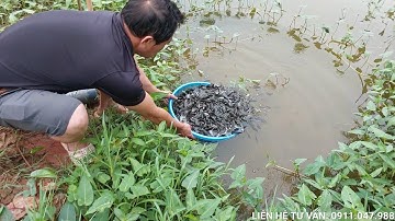 Mô hình nuôi Rô Đồng Trong ao đất tại Lạng Giang Bắc Giang #trạigiốnghànam