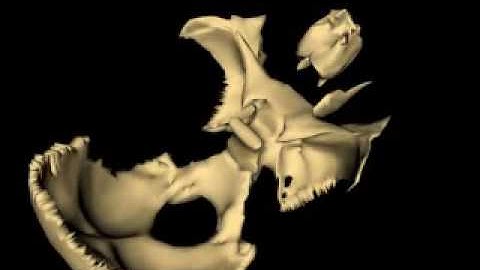 Motion of Occiput Sphenoid Ethmoid Vomer Superior