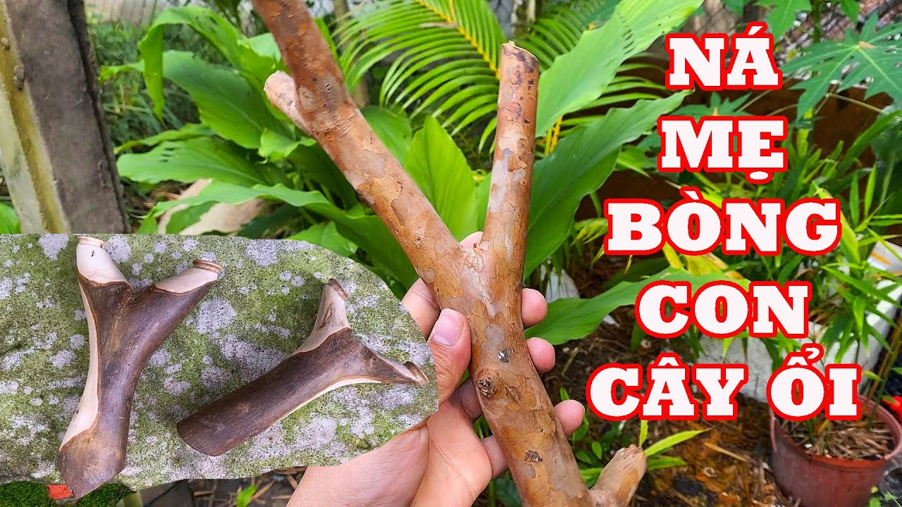 Làm Ná Cao Su Từ Nhánh Ổi Đi Câu Chặc Được Có 2 Cái Phôi Nên Làm Luôn Cặp Ná Mẹ Bồng Con- Slingshot