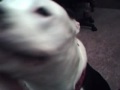 training your dog to sit training your dog to sit