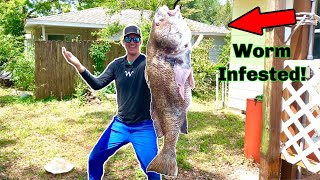 GIANT Trophy Black Drum Catch, Clean, & Cook!