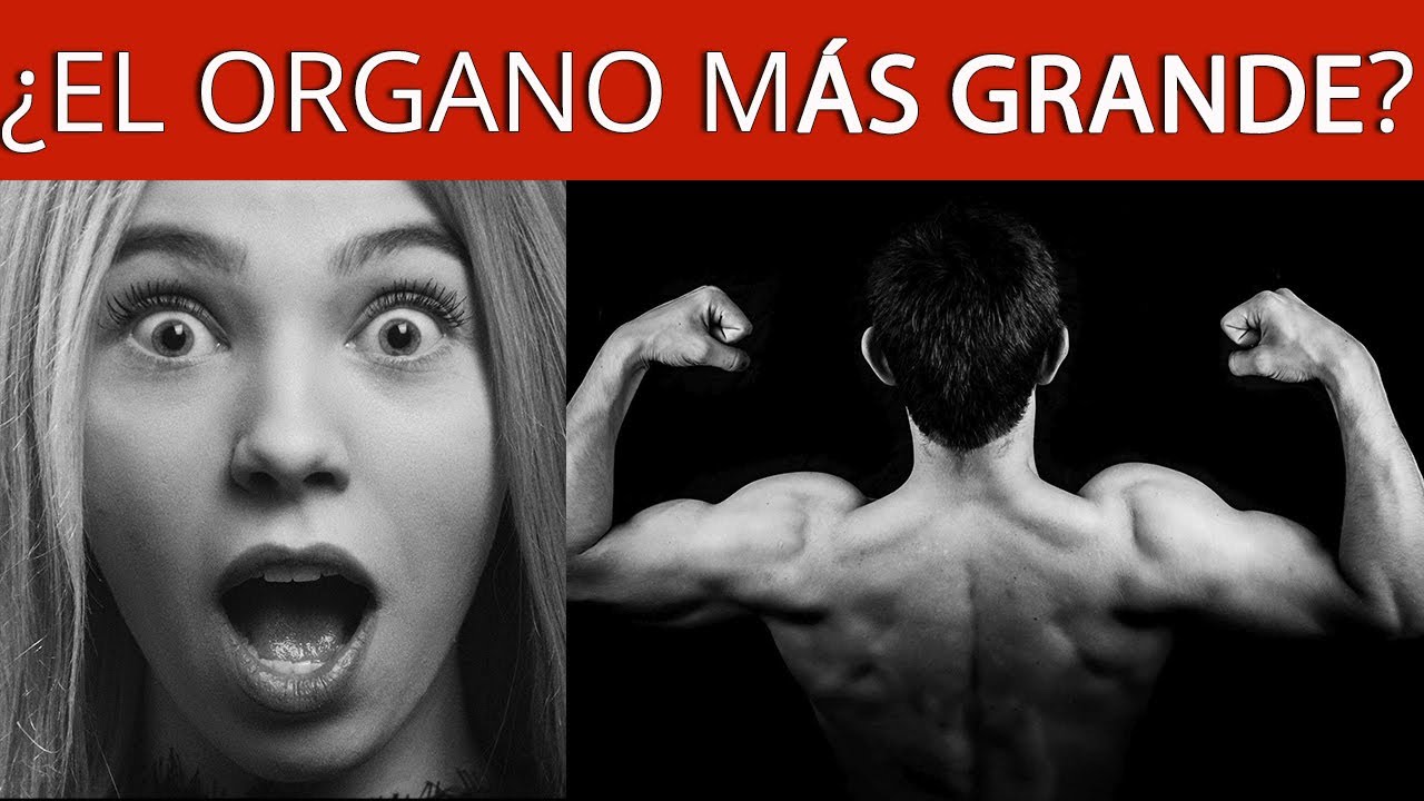 El Secreto Mejor Guardado: ¿Cuál es el Órgano Más Grande de tu Cuerpo