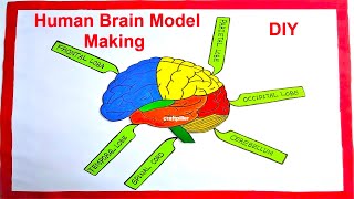 Human Brain Model Making Using Cardboard With Labels | DIY | craftpiller  | still model