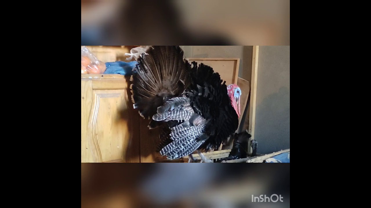 Male Turkey make sex with two females& third female jealous I like men