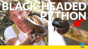 Why Does This Snake Have a Black Head?