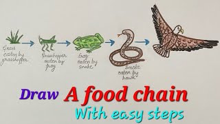 Food chain drawing easy,step by step,how to draw a food chain for EVS, draw food chain 1