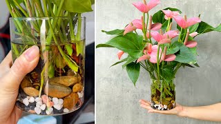 Aquatic anthurium care tips to have beautiful flamingos in the house