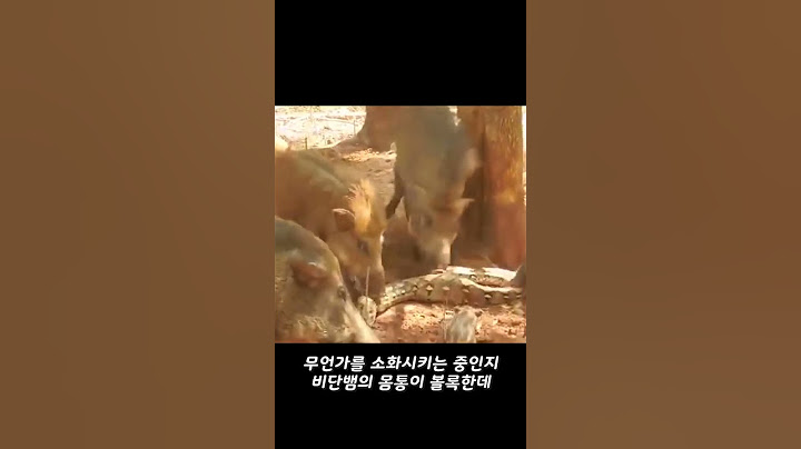 멧돼지가 비단뱀을 산 채로 잡아먹는 영상