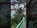 The Most Beautiful Coastal Walk in Andaman Islands 🌊