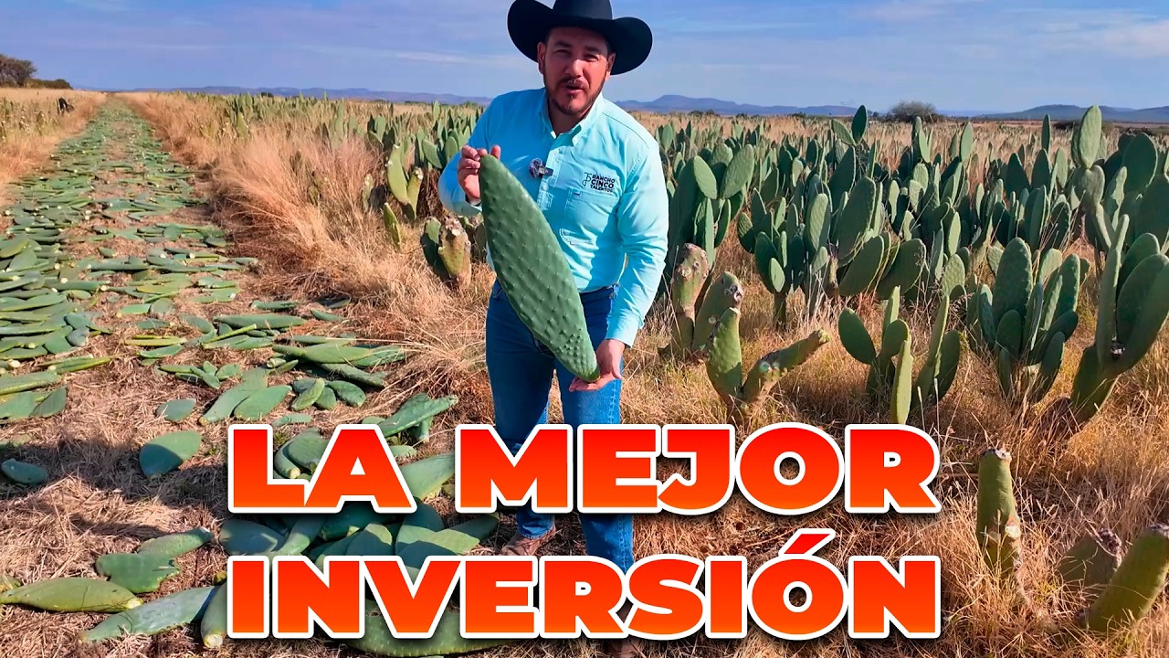 YA NO COMPRES FORRAJES CAROS, COSECHA DE NOPAL | Rancho Cinco Talentos