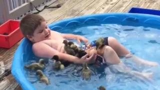 Best of 2016 Cute Funny Animals