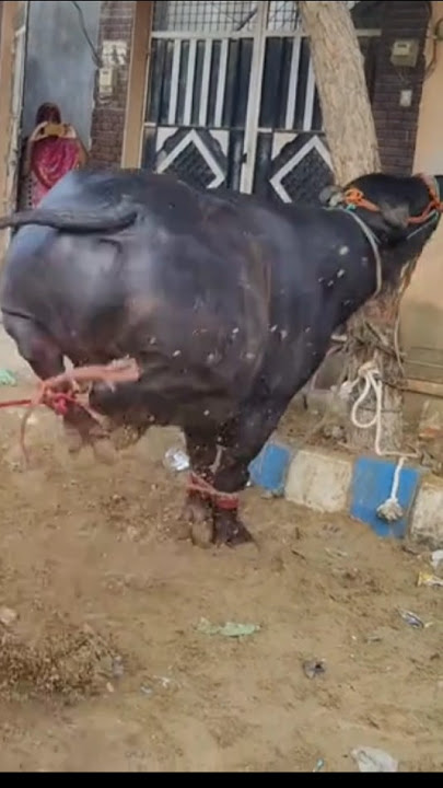 Qurbani 2025 #cow #bull #bakraeid #eiduladha #shorts #viralshorts #trendingshorts #ytshorts #cattle