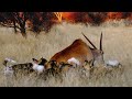 African Wild Dogs Take Down MASSIVE Eland | Unbelievable Hunt!