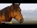 Mustang Herd Dynamics and Behavior