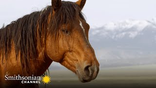 A Male Stallion Fights to Keep His Harem for Himself  America’s Wild Seasons | Smithsonian Channel