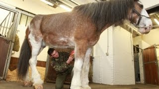 Britain's Tallest Horse