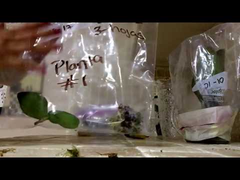 Video: Inicio de semillas en bolsas de plástico: aprenda sobre el método de inicio de semillas en bolsas de plástico