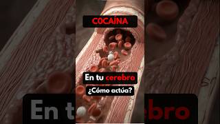 ¿Qué hace la c0c4 en tu cerebro? 🧠