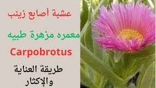 عشبة أصابع زينب/Carpobrotus/اصبع العروس/طريقة العناية والإكثار