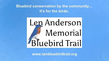 Tree Swallows Ready to Leave the Nest