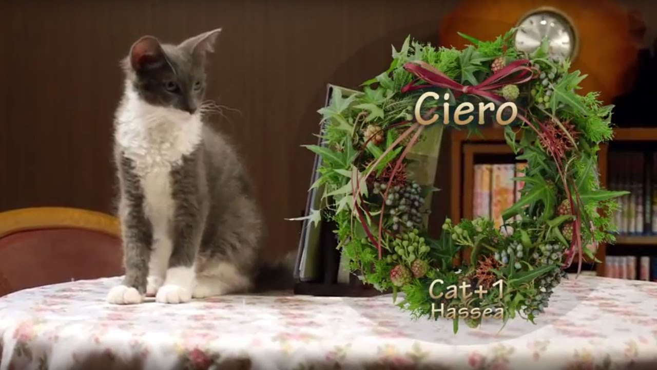 猫カフェ 横浜 Ver.3 Cat Cafe nyanny, Ciero in Akihabara, silent night.