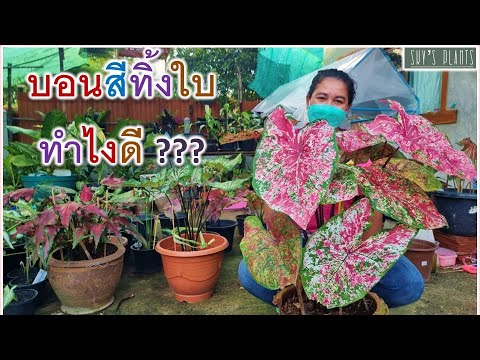 วีดีโอ: Weigela - เบ่งบานสองครั้งต่อฤดูกาล กำลังเติบโต