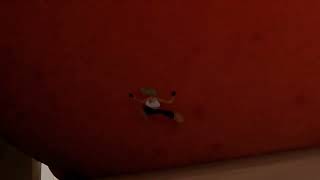 Giantess Giovanna Feet and Buttcrush | ScragBoy 