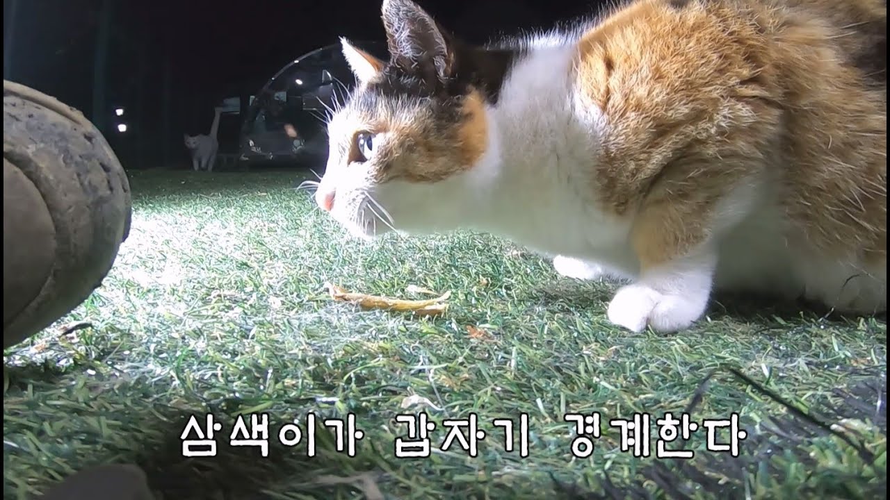 갑자기 나타난 빈집이가 다 먹음