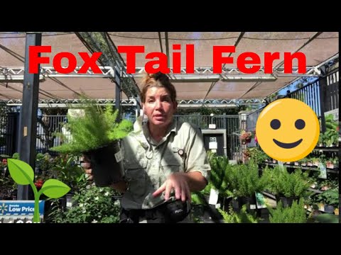 How to Care For Your Invasive Asparagus Fern, Fox Tail Fern