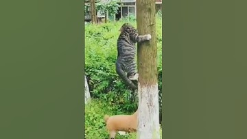 CAT CLIMBED A TREE 🌴 DUE TO FEAR OF DOG 🐶 ||  #shorts