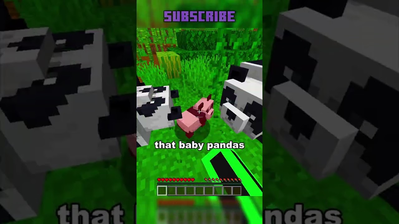 Baby pandas are not so innocent