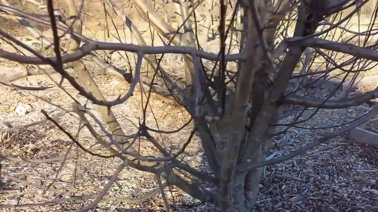 Pruning a neglected apple tree YouTube