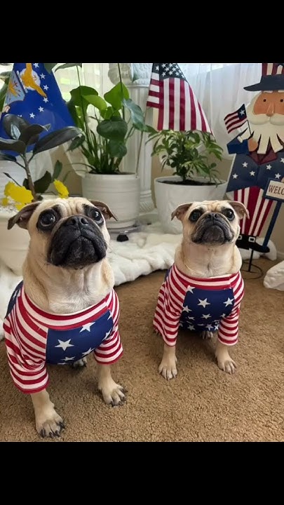 4th of july pug meme
