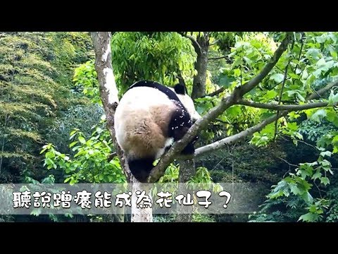 《熊貓早晚安》听说蹭痒能成为花仙子？| iPanda