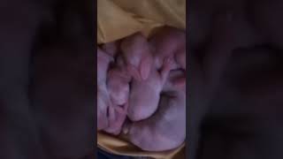 Allah je koto mohan sristi jogot tar proman,,,❤️🥀🌹