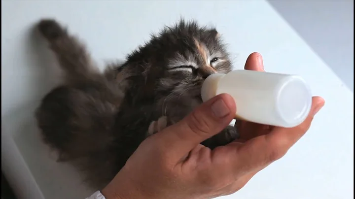 Watch the video about Cute Kitten and Cat videos of 2021 compilation #3 - Baby kittens drinking milk from a bottle