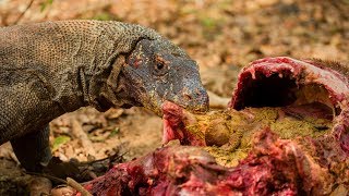 Komodo dragon (Varanus komodoensis) feeding on a deer