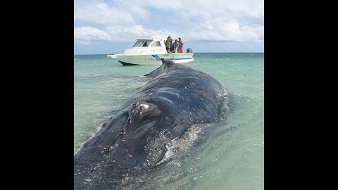 cá voi mắc cạn trên đảo cô tô quảng ninh