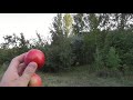 Небывалый урожай диких яблок в лесу. Энгельс, Саратов