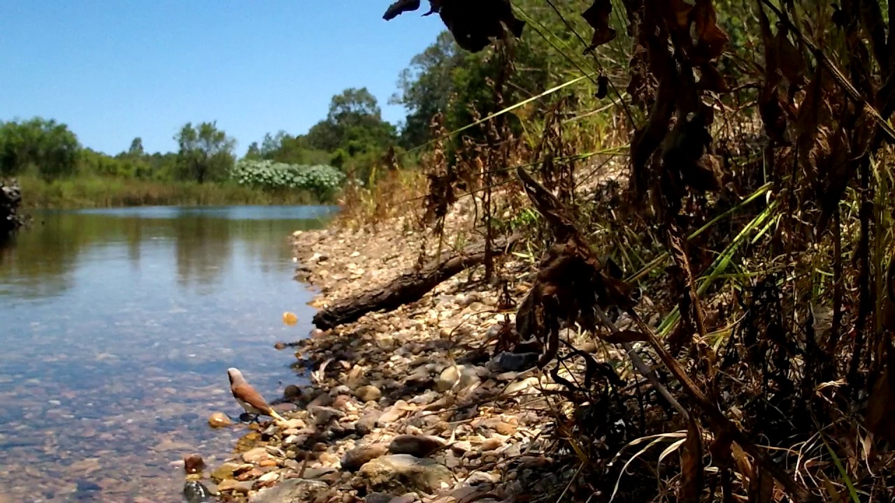 Chestnut Breasted Mannikin Finch (Lonchura castaneothorax) at Mungarra Reserve