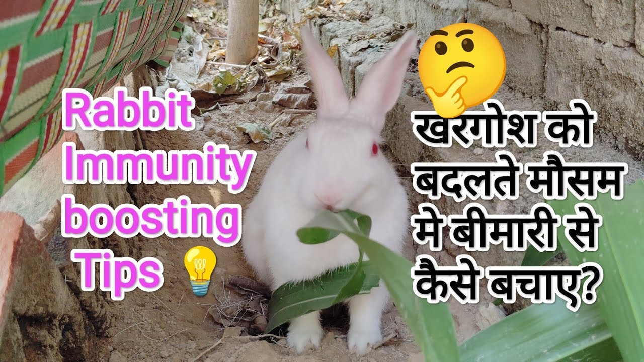 Rabbit Immunity बदलते मौसम मे Rabbit की देखभाल कैसे करे? Rabbit Immunity boosting Tips ...