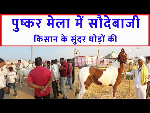 किसान के घोड़ों पर भीढ़ टूट पड़ी पुष्कर मेला बाज़ार 2023 Pushkar Horse Fair 2023 Horse Market Video @SANJEEVKUMARGUPTA